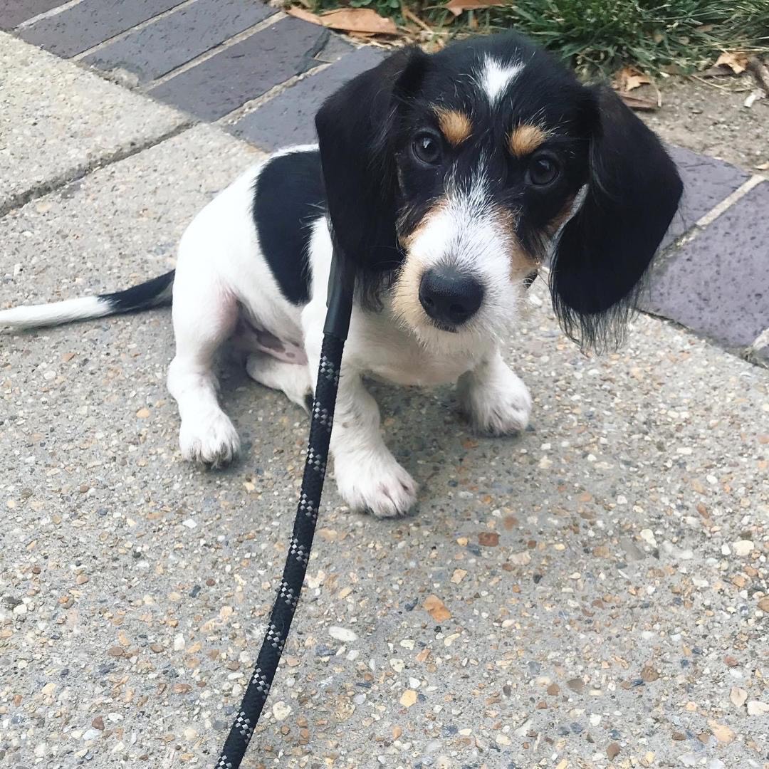 Adorable Dachshund Puppy